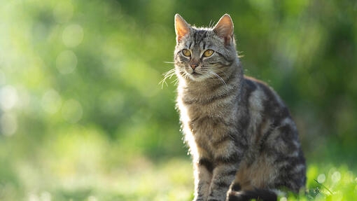 Tabby cat sat outside on grass