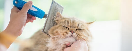 Grooming a long haired cat