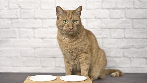 Pro Plan Cat