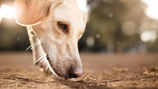 Dog sniffing the ground