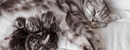 Fading Kitten Syndrome: Symptoms & Treatment