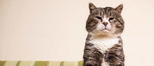 Maintaining a Healthy Weight for Your Senior Cat