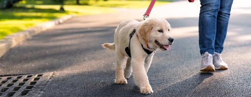 The dog is being walked on a harness