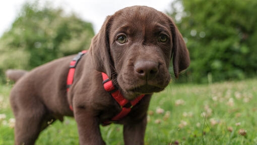 The dog is being walked on a harness