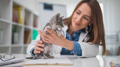 Fading Kitten Syndrome: Symptoms & Treatment