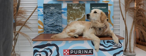 Golden Retriever lying on a Purina event stand about Oysters