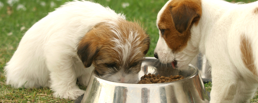 Should A Puppy Have Wet or Dry Food?