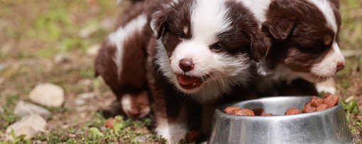 Is Your Puppy Eating Too Fast? How Slow Feeder Bowls Can Help