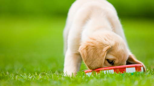 Is Your Puppy Eating Too Fast? How Slow Feeder Bowls Can Help