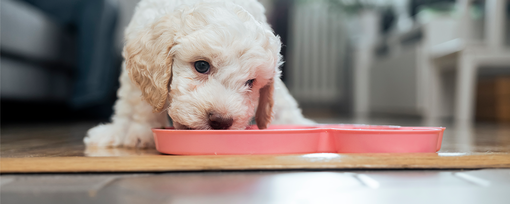 Puppy Won't Eat? Tips for Picky Eaters