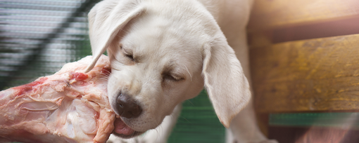 Can Puppies Eat Raw Food?