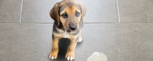 Puppy Vomiting: Causes, Concerns, and What to Do