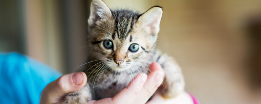 Kitten sat in hands