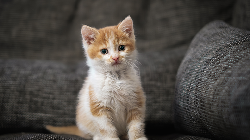 Kitten sat on a sofa