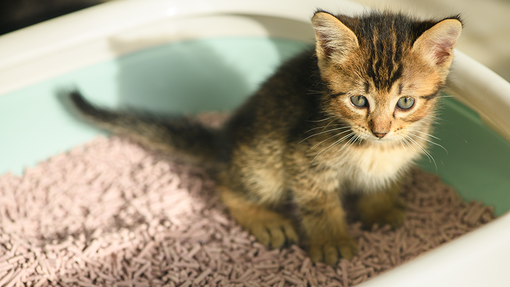 Kitten sat in a litter tray