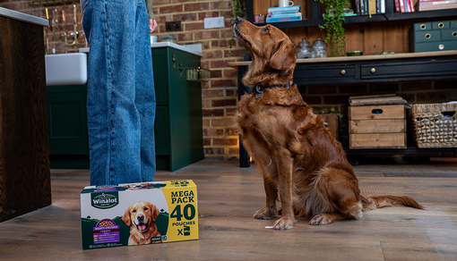 Red setter sat looking up at owner with Winalot 40 pack on the floor
