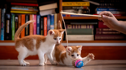 Two kittens playing with a ball on a string and stick