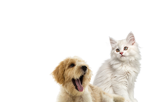 Dog & Cat