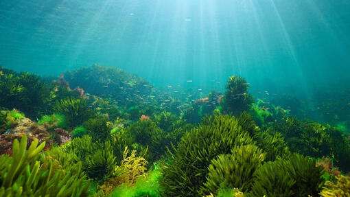 Our Ocean Restoration Goal