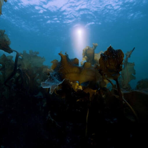 Restoring the Ocean