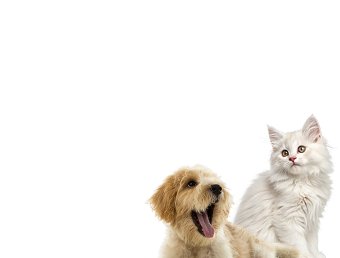 cat&dog
