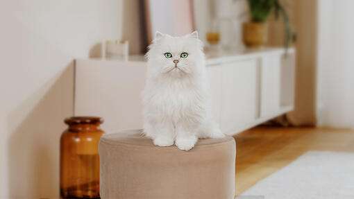 Gourmet cat sat on a stool in the living room