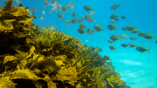 Purina Europe's Ocean Restoration Programme