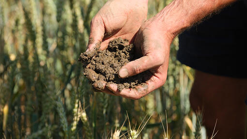 Hands showing some soil from a corn field