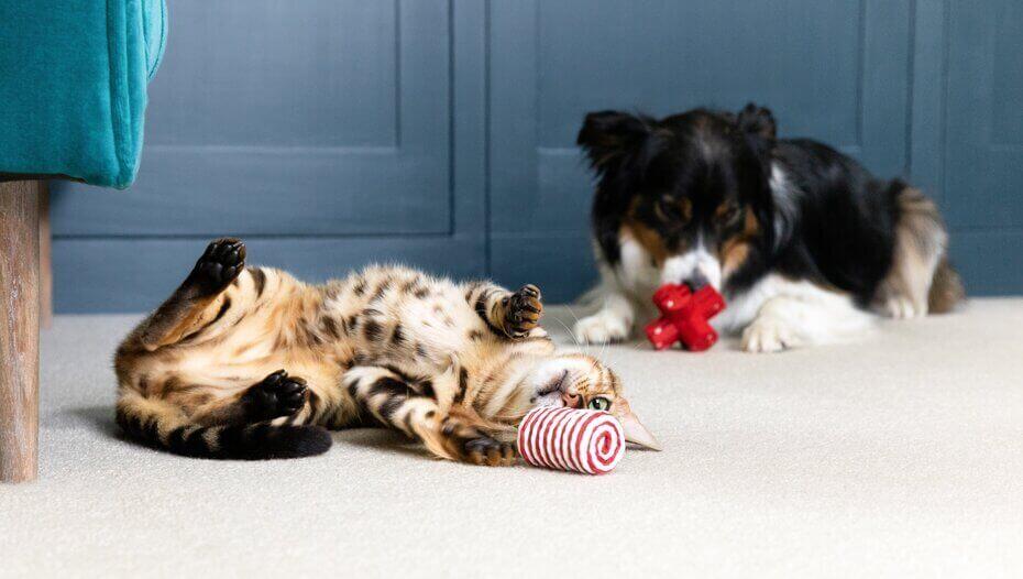 9 Creative Cat & Dog Enrichment Ideas | Purina