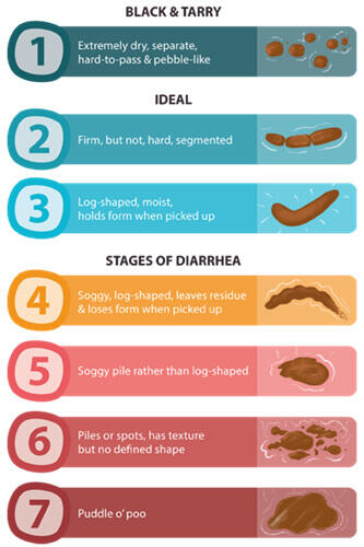 All about dog poop 2 Dog Poop Consistency chart