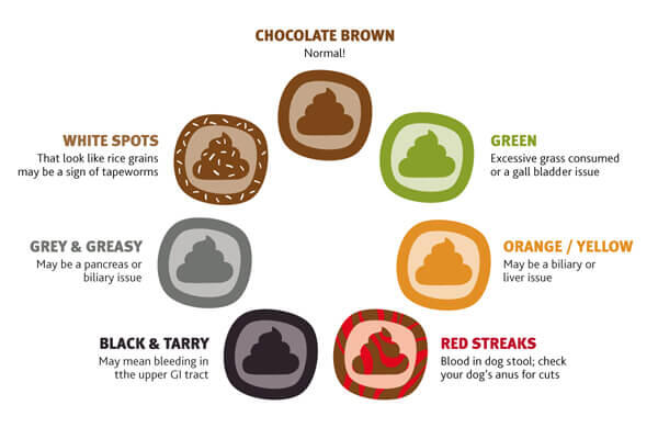 dog poo chart what the colour is telling you petbarn - dog poop color ...