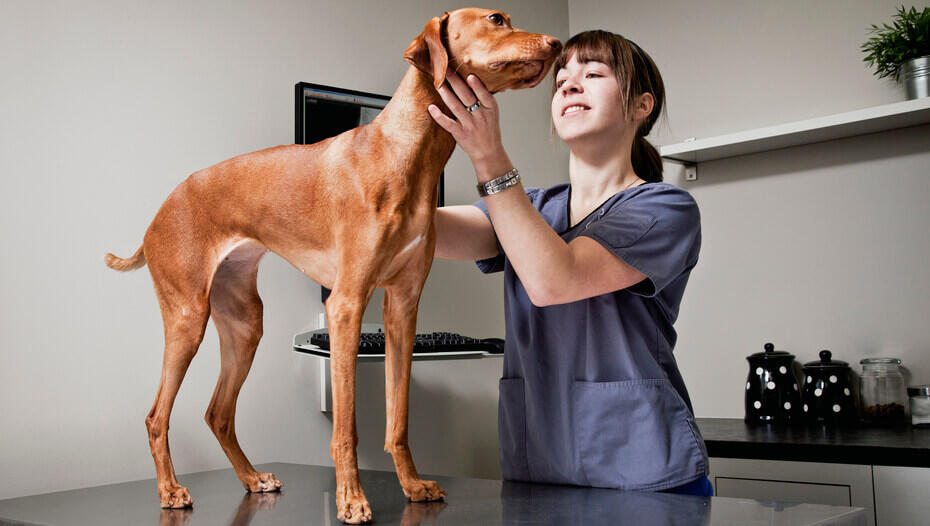 Alopecia in Dogs 1 Caramel coloured dog being inspected on vet table
