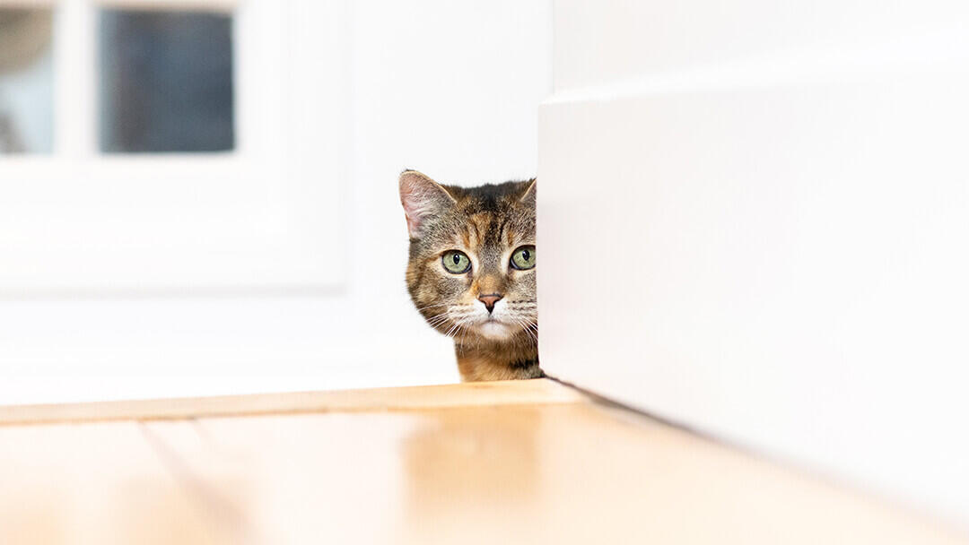 Cat peaking around wall