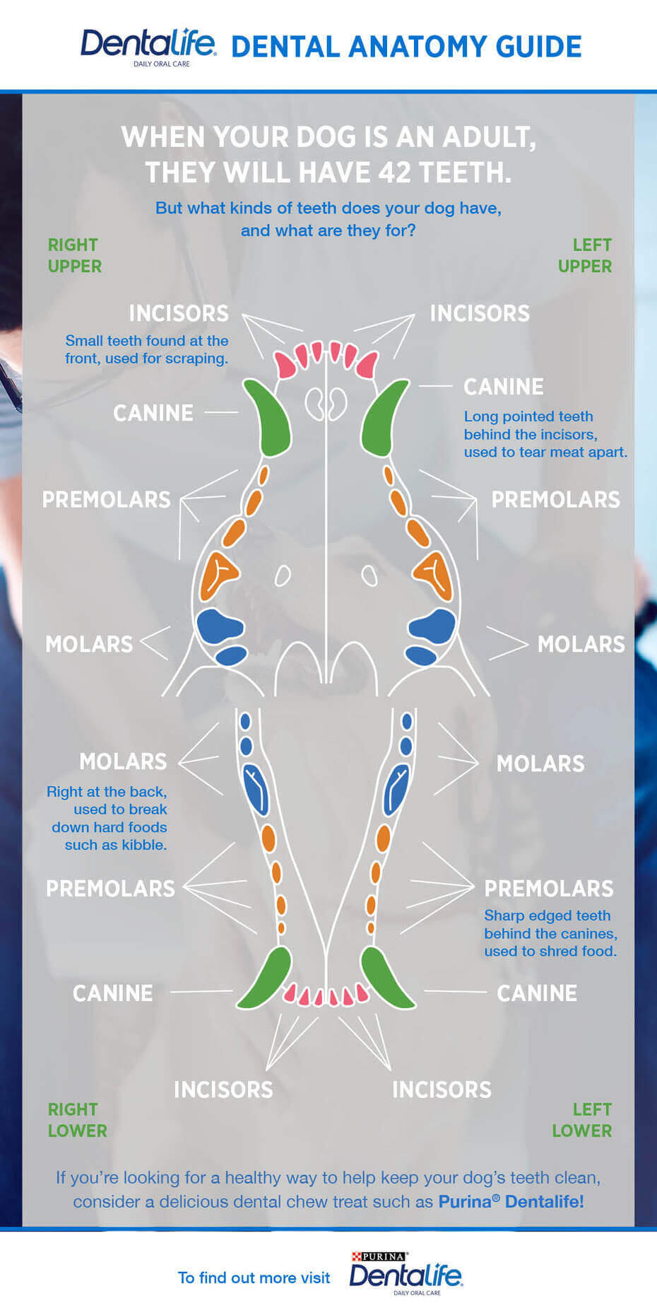 will puppies lose their canine teeth