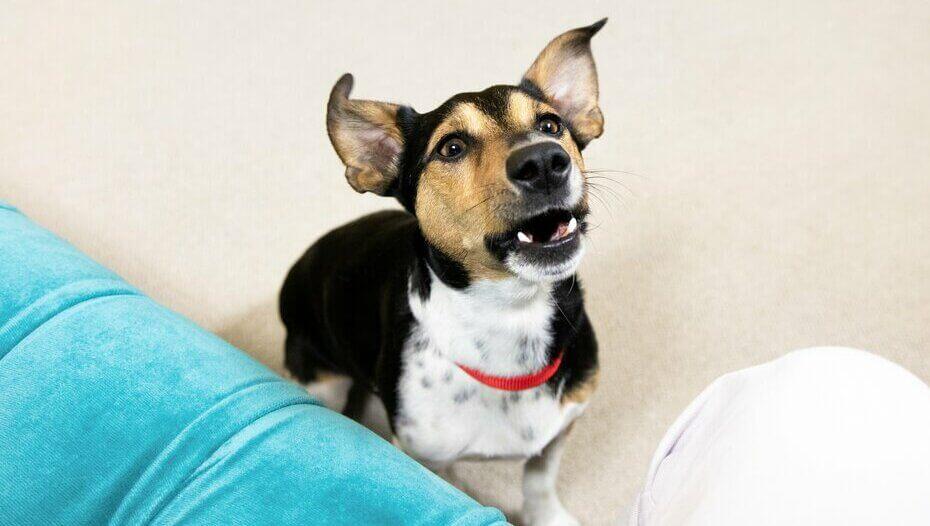 Gum Disease in Dogs 1 Jack Russell Terrier with red collar and mouth open