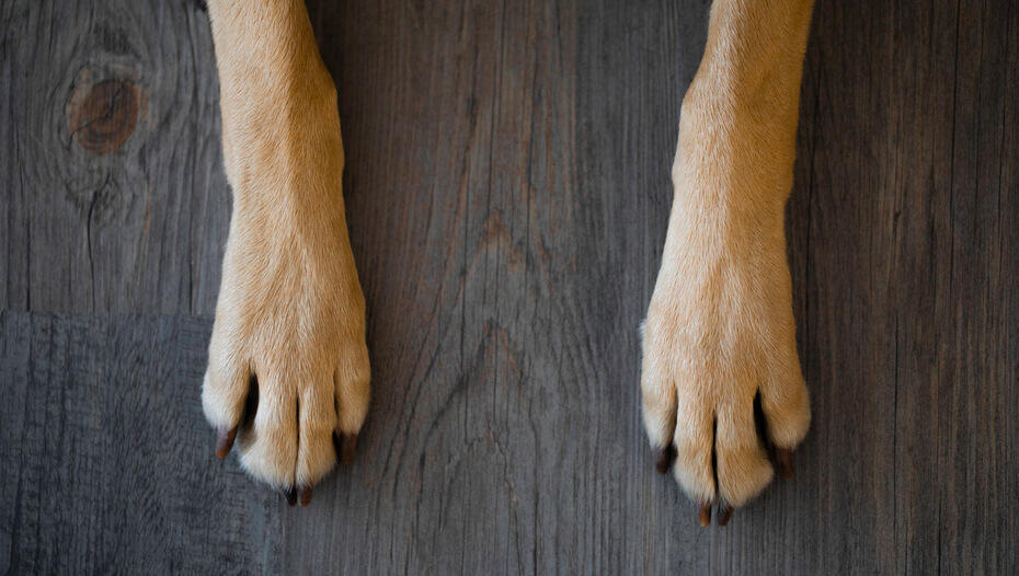 close up of dog paws on wood close up of dog paws on wood