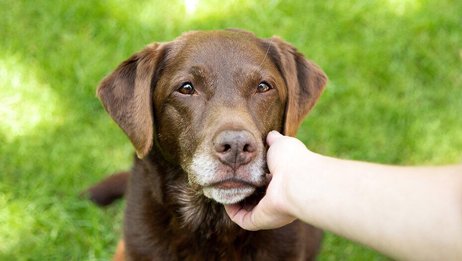 Seizures-in-Dogs-and-Dog-Epilepsy1 Dog being stroked by owner