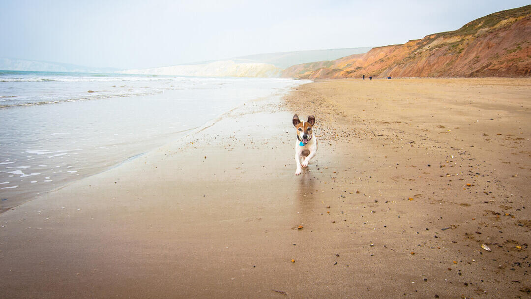 brown and white dog running along a beach with cliffs