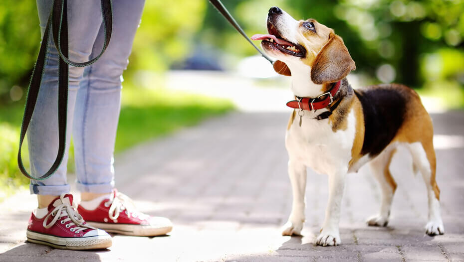 Beagle on a leash looking at owner in a park