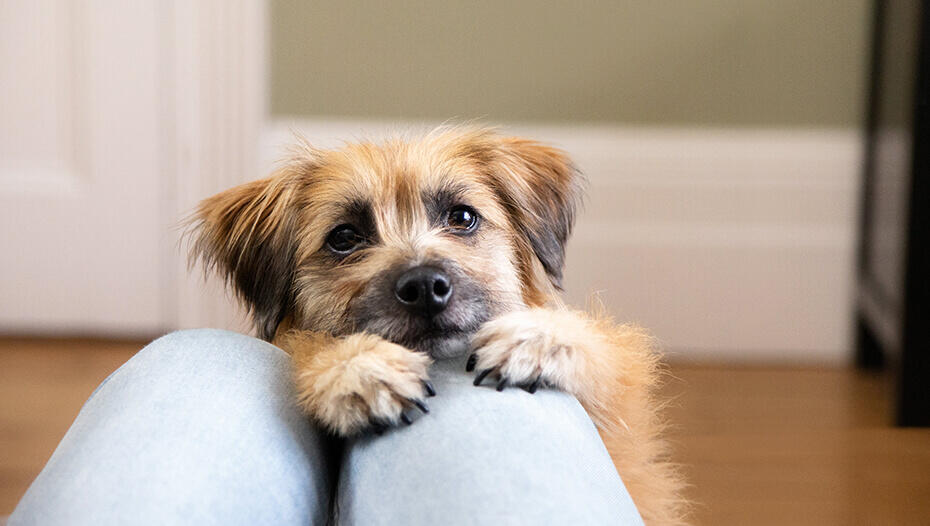 Dog Begging - Why Do Dogs Beg & How to Stop It | Purina Dog Begging - Why Do Dogs Beg & How To Stop It | Purina
