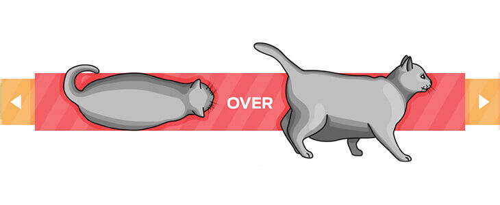 12+ Overweight Cat Chart
