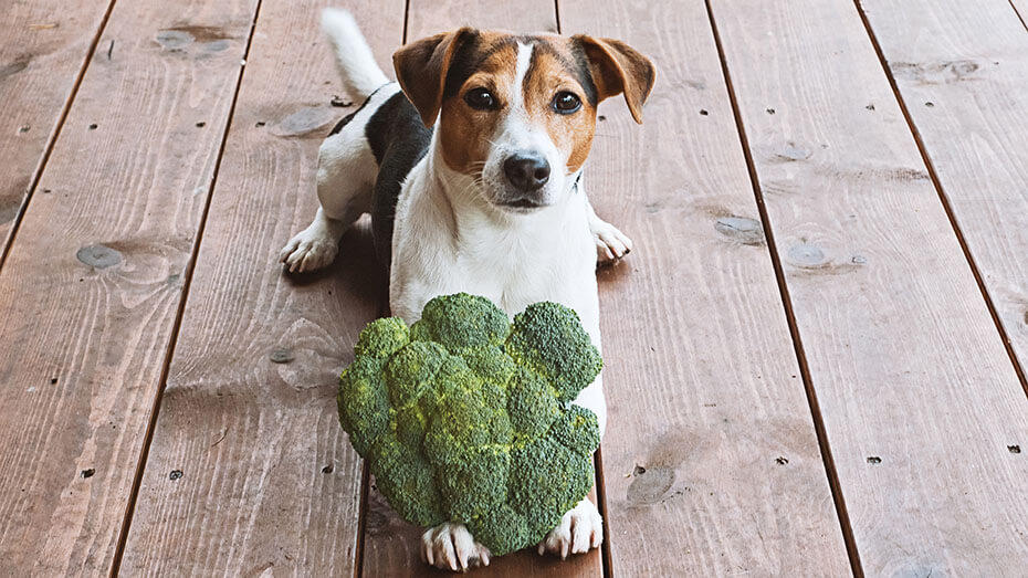 Can Dogs Eat Cooked Broccoli 