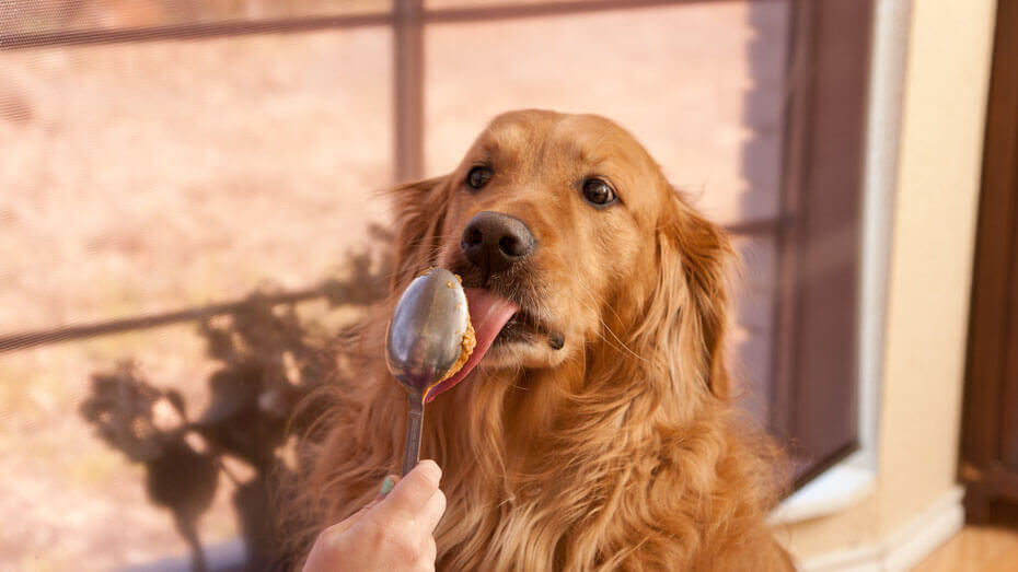 Feeding a Golden Retriever Peanut Butter Feeding a Golden Retriever Peanut Butter