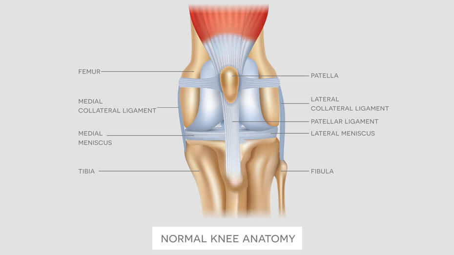 Luxating Patella in Dogs Symptoms and Treatment1 Dog`s knee anatomy