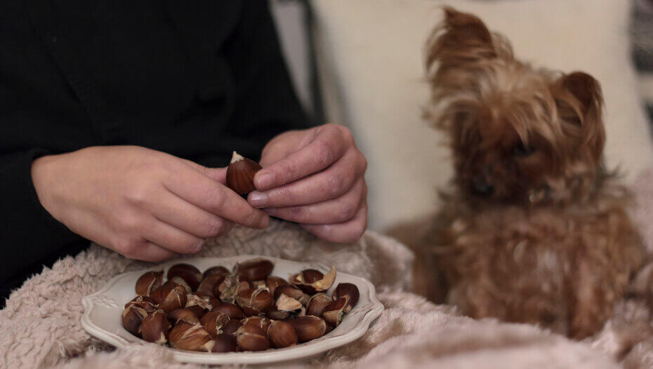 can dogs eat nuts almonds