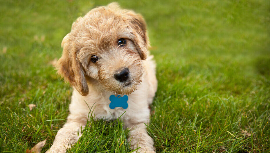 why do dogs turn their heads sideways when you talk to them