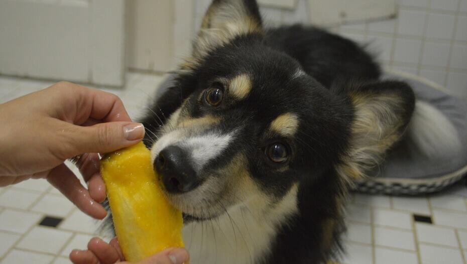Can Dogs Eat Mango? Black and white dog is eating mango