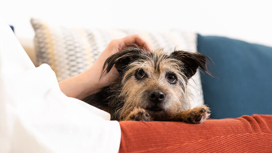 Adopting an Older Dog An older dog is being petted by their owner.