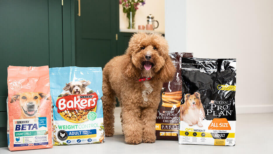 Best Dog Food for Your Pet Happy fluffy brown dog standing betweed dog products.