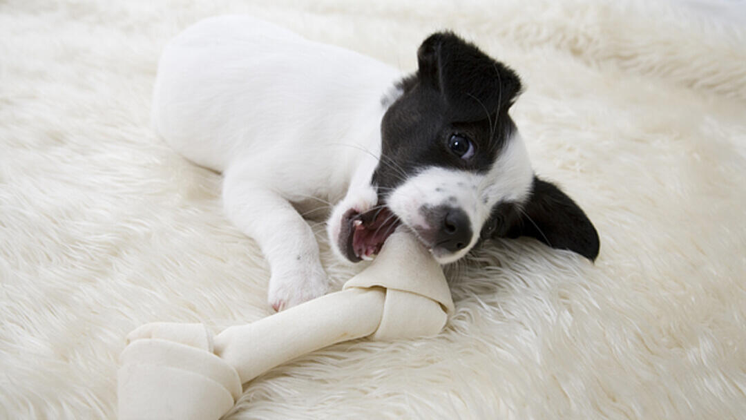 Little Pup With Bone